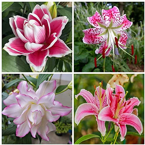 Lilien Zwiebeln Stauden Winterhart MehrjäHrig Blumenzwiebeln Riesenlilien Baumlilien Winterhart MehrjäHrig Gartenpflanzen Winterhart MehrjäHrig Exotische Pflanzen 8Zwiebeln