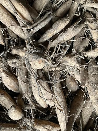 Dahlia 'Myrtle's Folly' semi-Cactus Flowered - 5 tubers -