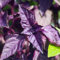 Semillas de albahaca oscura Opal Ornamental hierbas (Ocimum Basilicum) 50 + Semillas
