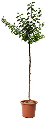 KENTIS – Aprikosen Pflanzen – Aprikosenbaum – Echte Outdoor Pflanzen – Garten Obstbaum – Obstpflanzen - Topf Ø 24 cm