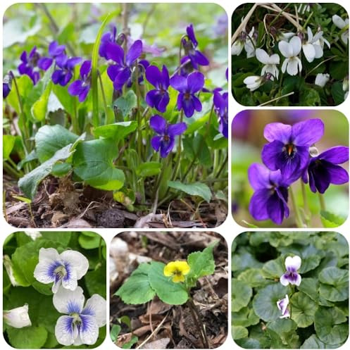 semi di viola profumate, balcone resistenti Viola odorata, selvatiche, giardino, 150pcs