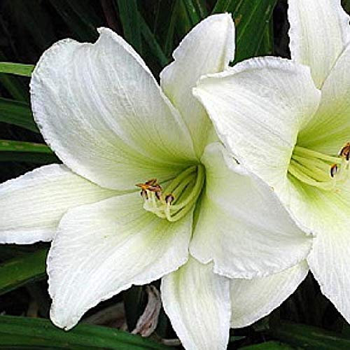 6 x Lis d'Light The Way - Hemerocallis 'Light The Way' - Godet 9x9 cm, Fleurs Jaune Doré, Parfait pour Massifs