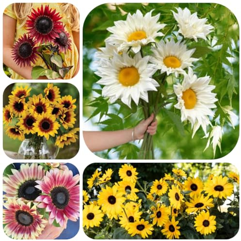 semillas de girasol resistentes al aire libre girasol perenne de cortadas de jardín, perennes de primavera, 300pcs
