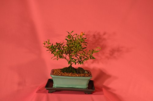 Dwarf Pomegranate,flowers and fruits. Broom Style, 5 years old