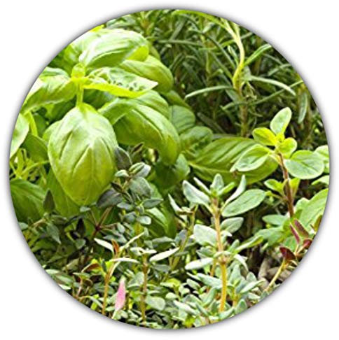 Paquet herbes avec 5 herbes Origan, basilic, Italien, persil, thym, Graines Marjolaine/300/Idéal pour la fenêtre Banc/le propre Herbes Jardin/pots