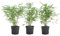 Bloomique - 3er Set - Fargesia Rufa - Bambuspflanze - Nicht ausbreitend - Winterhart - Immergrün - Gartenpflanzen - 20-30cm hoch - Topf 10cm