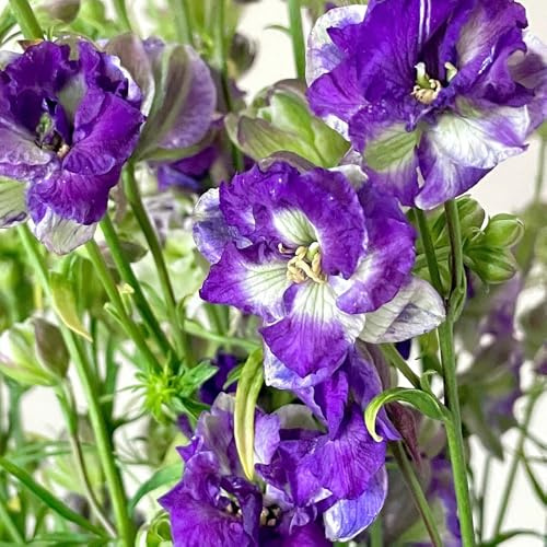 Semillas resistentes de la delphinium de para balcones, delphinium de perennes resistentes 65pcs
