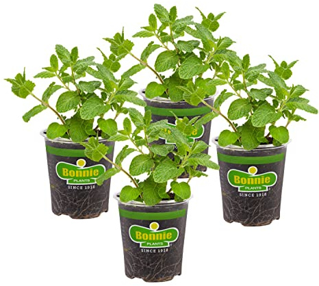 Bonnie Plants Sweet Mint Live Edible Aromatic Herb Plant - 4 Pack, Easy To Grow, Non-GMO, Perennial In Zones 5 to 11, Used In Teas & Other Beverages, Salads, Garnish, Jelly & Desserts