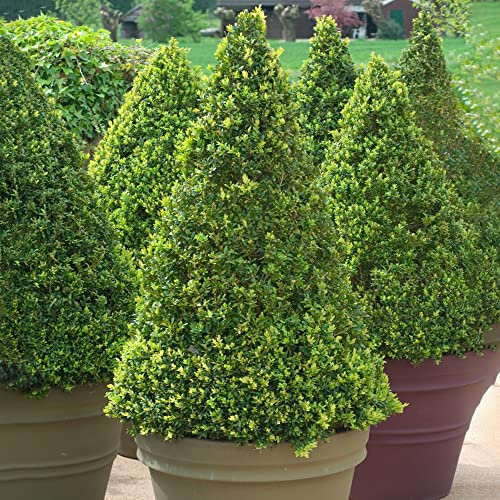 Buxus Buchsbaum Pyramide lebende Garten-Topiary-Pflanze immergrüner Strauch 40-50cm