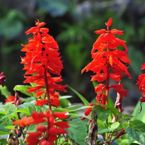 salvia de fuego - semillas en resistentes al aire libre jardín del balcón salvia de fuego primavera resistentes para balcones 300pcs