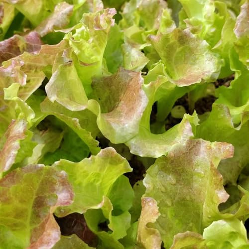 Semillas de lechuga, variedades tradicionales orgánicas balcón resistentes interior 300pcs