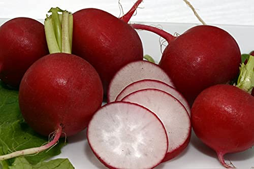 Lot de 500 Graines de Radis Cerise - Ne Creuse Pas - Croquant - Culture Facile en Jardinière, terrasses et balcons - 100% Naturelle - Qualité Gustative - Garantie Germination - 100% Reproductibles