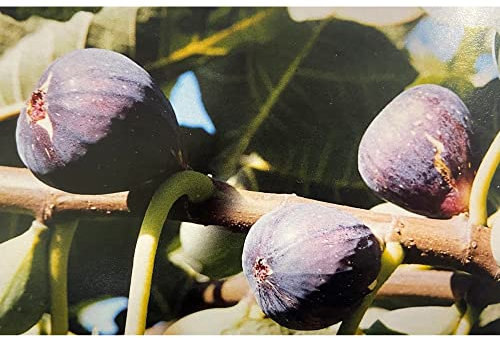 Pianta vera di Fico Turca Nero - Diametro Vaso Ø 19 cm