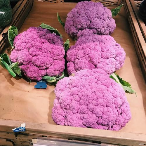 blumenkohl samen, winterblumenkohl grünpflanzen zimmerpflanzen, balkon gemüse blumenkohlsamen gemüsesamen winterhart, saatgut alte sorten winterharte kübelpflanzen, kletterpflanzen 60pcs