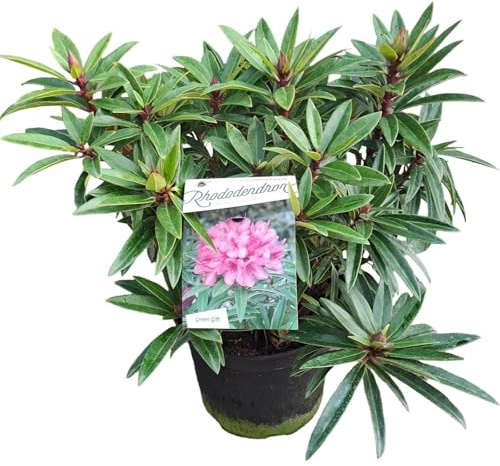 Dvärg Rhododendron Graziella – vinterhård och vintergrön skönhet, ca 50 cm | Perfekt för trädgård och hink