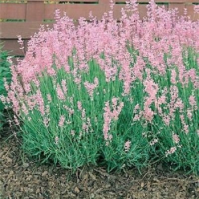 Lavanda Rosea 20 Semi da Giardino; Solo Semillas