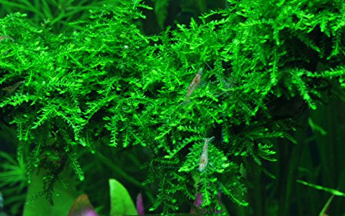 AquaOne Akvarieväxt i Vitro 1 st. Mossa vesicularia ferriei Weeping vattenväxt 1–2 odlade akvarieväxter mossa mugg laboratorieväxter