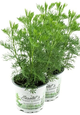 2er Set Cola-Strauch, Cola-Kraut im Topf, Artemisia abrotanum var. Maritima, frische Coca-Cola Pflanze direkt aus der Gärtnerei Enseleit