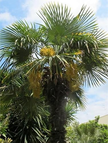 40pz Pianta Trachycarpus Fortunei