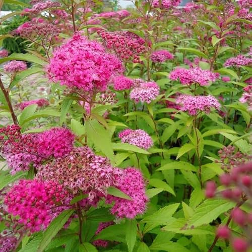 Sommarspiere Froebelii – Spiraea japonica 'Froebelii' 25–30 C –