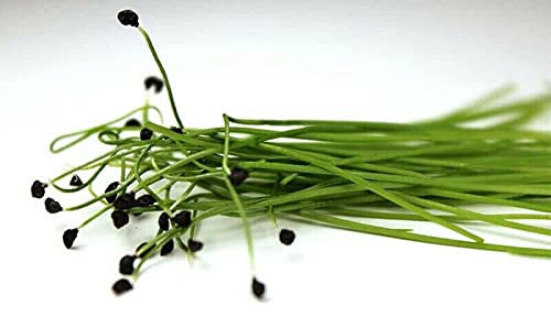 Lauch Microgreens Lauchsamen – (ca. 300 Samen) Hochwertiges Lauch-Mikrogemüse