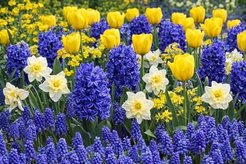 Premium Spring Flower Blub Collection100 Bulbs: Grape Hyacinth, Allium Moly, Fritillaria, Striped Squill, Allium Moly | Easy-Care | Perennials | Deer Resistant | Zones 3–8