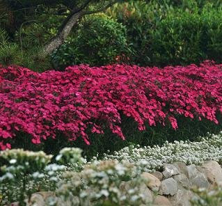 Heidenelke 100 Samen (Dianthus deltoides) Teppichbildende Staude mit rot Blüten,