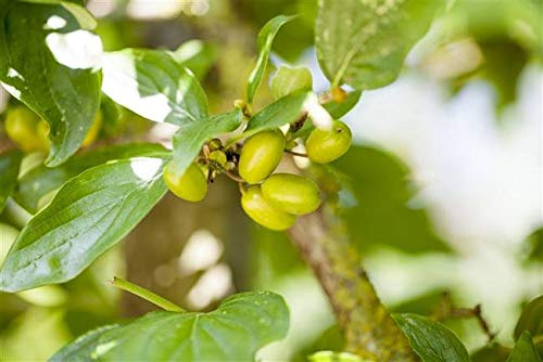 Kornelkirsche Cornus mas 'Jolico' im Topf gewachsen ca. 40-60cm