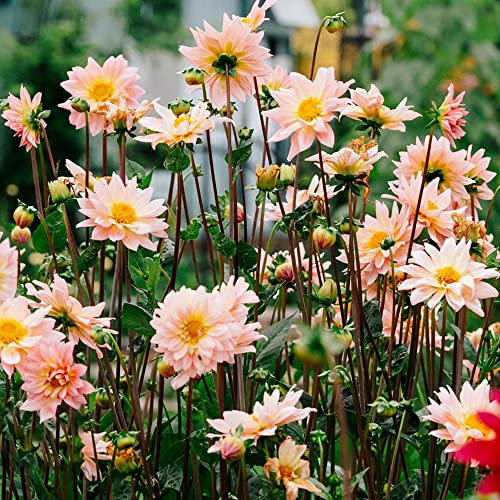 2 pcs dahlien knollen winterhart, steingartenpflanzen winterhart dahlien Dahlia schnittblumen ausgefallene geschenke blumenzwiebeln mehrjährig winterhart frühjahrsblüher blumen zwiebeln