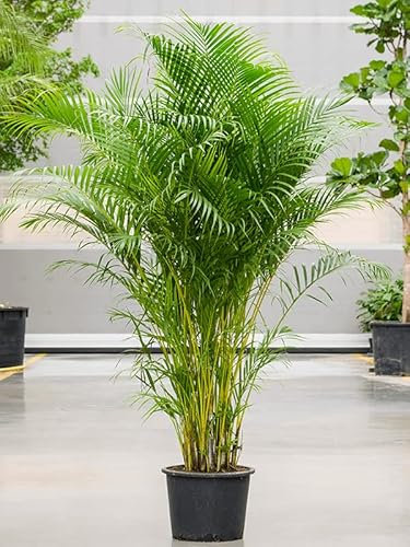Air Purifying houseplant- pet Safe Plant - Gold Fruit Palm - Dypsis lutescens Areca Palm Indoor House Plant Tree in 17cm Pot 60-80cm Height