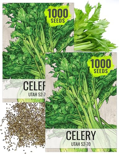 Seed Needs Celery Seeds for Planting Utah 52-70 Celery - Non-GMO, Heirloom & Untreated - Grow a Home Grown Outdoor Vegetable Garden for Fresh Produce (2 Packs)