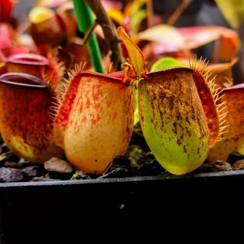 Nepenthes-kannenpflanze, alte sorten kräuterpflanzen steingartenpflanzen winterhart fleischfressende garten balkongewächshäuser grünpflanzen kräutergarten 35Samen