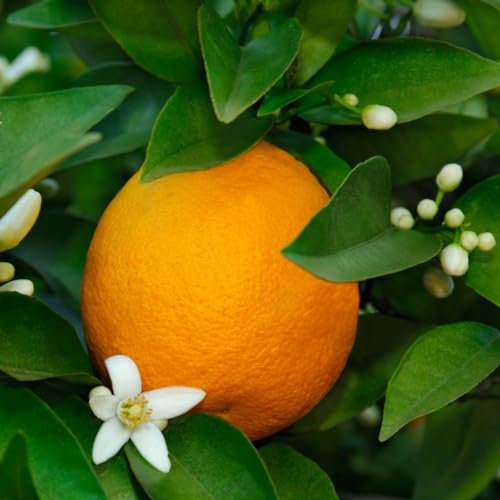 Premium Sweet Orange Tree - Fragrant Evergreen Foliage, Year-Round Fruit Harvest, Self-Fertile - Ideal for Patio or Conservatory Gardening - 1x 5 Litre Potted Plant by Thompson & Morgan