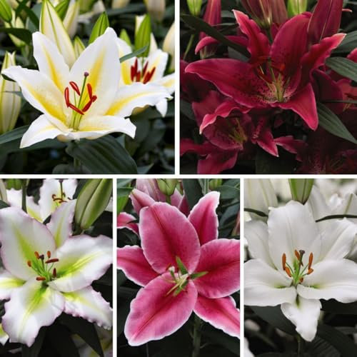 Colourful Scented Lily Giant Oriental Collection Garden Plants Hardy Bulb Garden Plants Easy to Grow Your Own 24x Bulbs by Thompson and Morgan