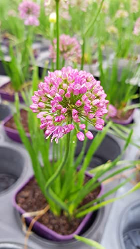 Allium 'Millenium' / Ail d’ornement compact/Conteneur de 3 à 4 litres
