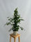 GREENTIA | Laurel de la India - Ficus Benjamina Exótica con caña de 90cm Planta Natural M17 Altura 70-90cm en maceta de 17cm de diámetro