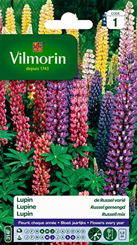 Vilmorin 5345741 Lupin de Russel varie Multicolore 9 x 0.5 x 16 cm