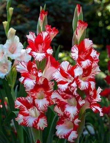 100 graines de fleurs de glaïeul rouge fraîches et neuves