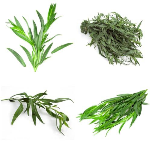 semillas de estragón orgánico, silvestres, estragón, interior jardín, exótico balcón, interior 300pcs