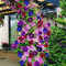 100 Stück Klematis Kletterrebe Samen Blumen Pflanze Home Office Ornament Dekoration gemischte Farben für Frauen, Männer, Kinder, Anfänger, Gärtner Geschenk