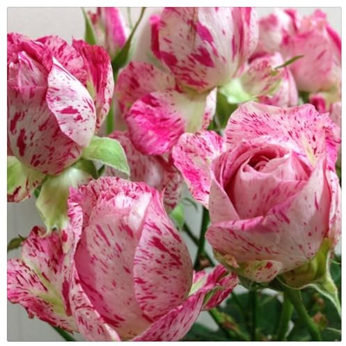 Strauchrosen, Duftrosen, Hybridrosen, zweifarbige Rosen - Rosen pflanzen winterhart - Rose pflanzen knollen winterhart-1Pflanze-G