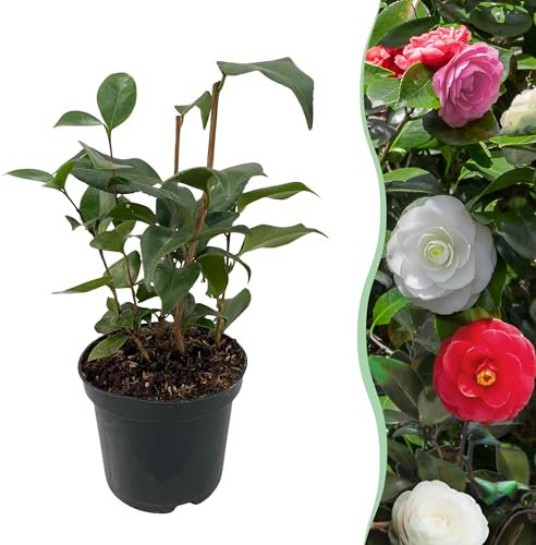 GreenboutiQ - Arbustes - Camelia japonica Tricolour - Fleurs Rose, Blanc et Rouge - 1 Plante - Persistante - Pot 15cm Hauteur 30cm