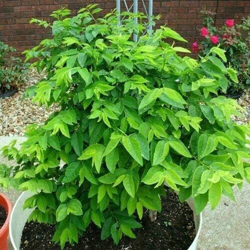 100 Katuk Seeds - Rau Bo Ngot - Sweet Leaf Sauropus Androgynus Seeds Star Gooseberry | Non GMO | Organic | Heirloom | High Germination