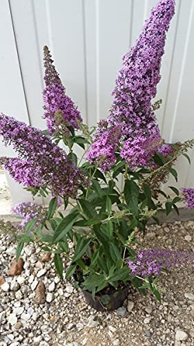 Buddleia davidii FLUTTERBY™ PINK 'Podaras#9' / Arbre aux papillons rose/Conteneur de 3 à 4 litres