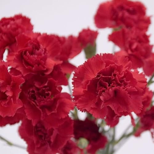 Graines de Giroflée Non-OGM – Haute Rendement, Plantes Vivaces Faciles à Cultiver, Parfaites pour le Jardin (Rouge)