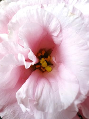 Sachet de graines de Campanule double variée - Sachet de 0,8 gramme - Graines de style