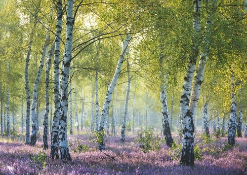 Ravensburger - Puzzle Bosco di Betulle, 1000 Pezzi | Puzzle Per Adulti E Tutta La Famiglie | Dimensione Di 70x50 cm | Regalo adulti | Regali Natale