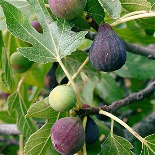 Pianta da frutto ALBERO SIMILE DI FICO -FICUS CARICA-VIOLA DOMENICO TAURO A RADICE NUDA - 1 METRO