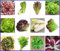 Salat Samen Set 12 Sorten I Saatgut mit hoher Keimrate I für Garten und Balkon I bunt, gesund und lecker
