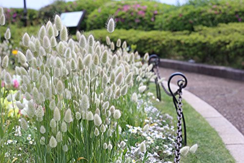 50Stück ziergras samen winterhart mehrjährig zimmerpflanzen seeds pflanztöpfe pflanzen garten winterharte balkonpflanzen exotische steingartenpflanzen balkon pflanze
